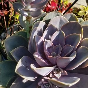 Meet your Posher, Jodi